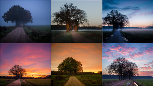 Six landscape photographs of solitary trees at different times of day, showcasing varied lighting and sky conditions.