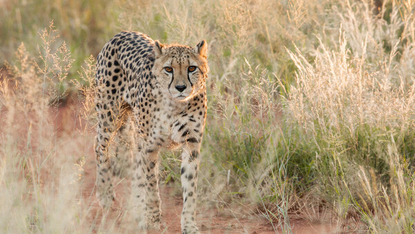 Cheetah walking through dry grassland, looking toward camera with alert expression.