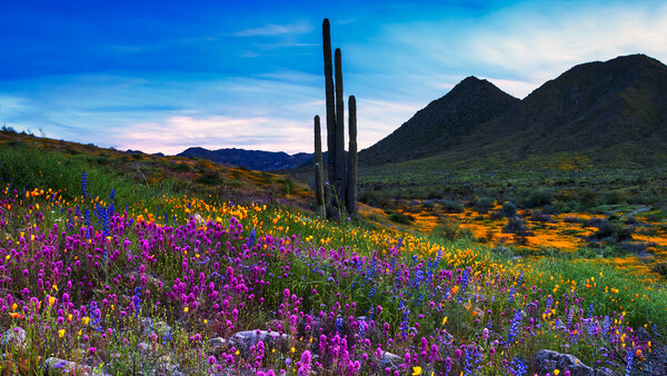 Tall saguaro cactus standing amid a vibrant wildflower meadow with purple, yellow, and blue blooms under a blue sky.