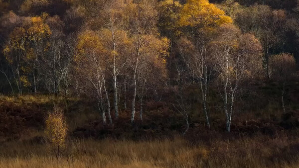 Birch trees with golden foliage stand in a woodland clearing during autumn, backlit by warm sunlight.