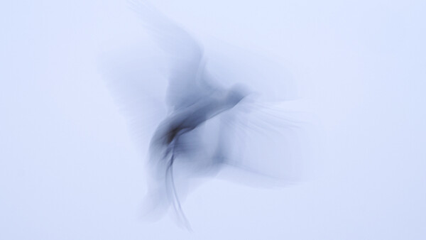 Bird in flight with motion blur against a pale blue sky, wings spread and body tilted mid-movement.