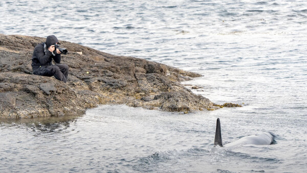 Wildlife photographer crouched on rocky shore photographing a whale surfacing in shallow water.