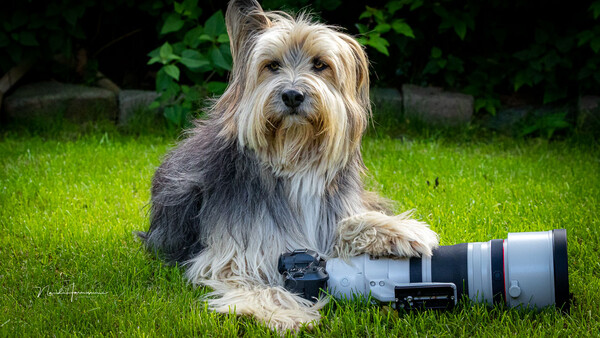 Terrier-type dog posing with a telephoto lens on grass with green foliage behind.