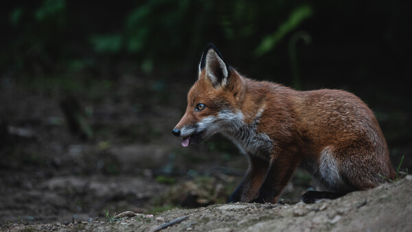 Red fox standing on rocky ground with blurred green foliage behind it.