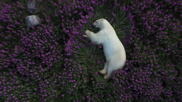 White dog lying in a dense field of purple flowering plants, shot from above.
