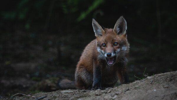 Red fox standing on sandy ground with dark foliage in soft-focus background.