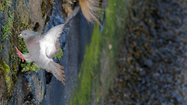 White seabird clinging to a moss-covered rocky cliff face above water.
