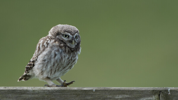 Little owl perched on wooden rail against soft green background.