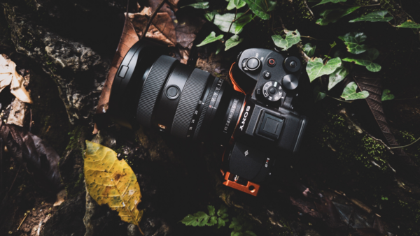 Professional camera with attached lens resting on forest floor surrounded by fallen leaves and green foliage.