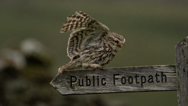 Little owl perched on a wooden public footpath sign, wings slightly raised.