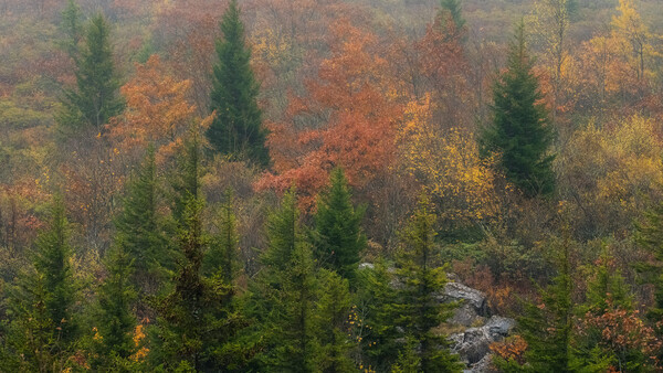 Misty autumn forest with evergreen conifers rising above deciduous trees in golden and rust tones.