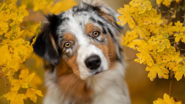 Tricolor dog with distinctive markings surrounded by bright yellow flowering branches, looking directly at camera.
