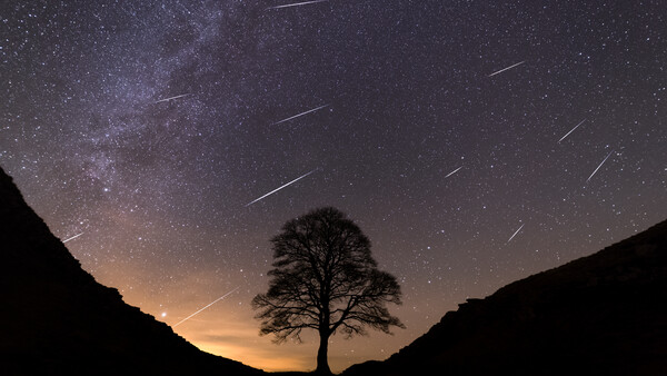 Silhouetted tree centered against a starry night sky with the Milky Way and visible meteor streaks.