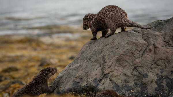 Three otters on rocky shore with shallow water and seaweed in background.