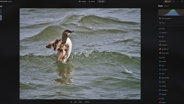 Duck emerging from water with wings partially spread, surrounded by green-tinted waves.
