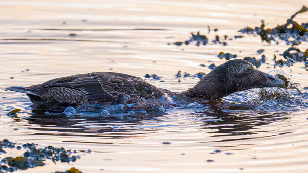 Two seals swimming in shallow water near a rocky shore with golden hour lighting.