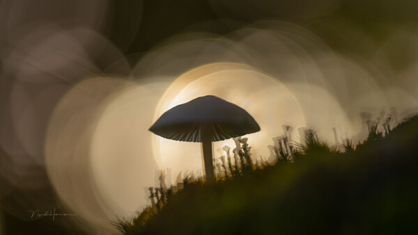 Silhouetted mushroom backlit by a large glowing orb against a blurred green foreground.