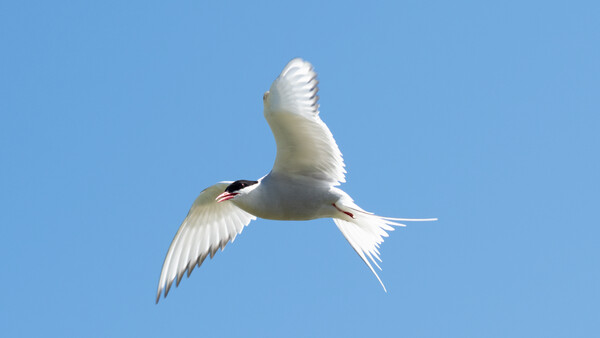 White tern in flight against clear blue sky, wings spread with tail feathers extended.