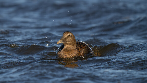 Duck swimming in blue water with water droplets splashing around its head.