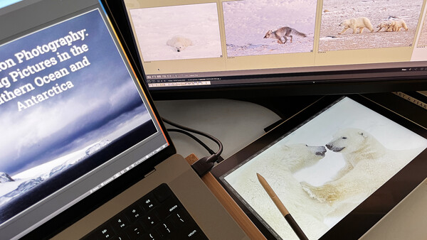 Photographer's workspace showing dual monitors displaying polar wildlife images and editing software alongside printed photograph proofs.