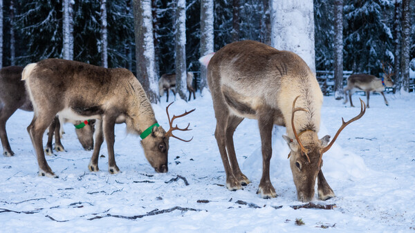 Two reindeer grazing in snow with evergreen forest and snowy trees in background.