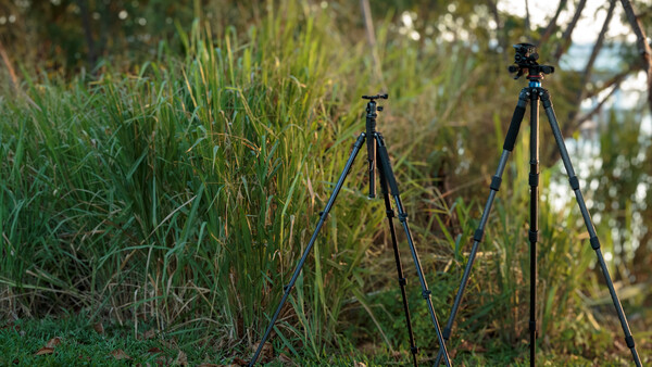 Two camera tripods set up in overgrown grass and reeds near trees.