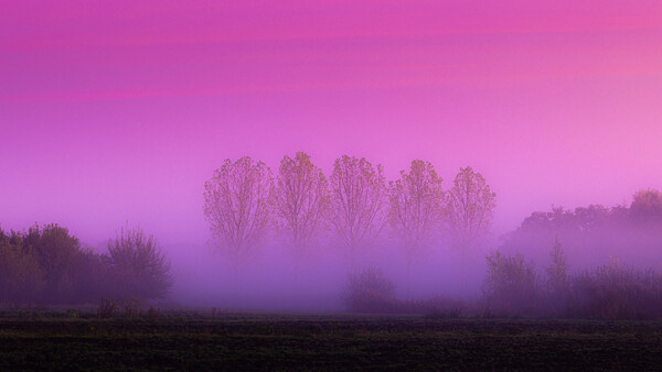 Bare trees emerging from dense fog in a purple-toned landscape at dawn or dusk.