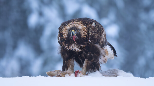 Golden eagle standing in snow with fresh kill, looking upward against blurred winter forest backdrop.