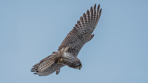 Falcon in flight against clear blue sky, wings spread wide in hunting dive.