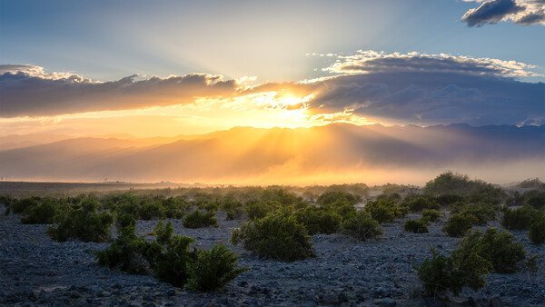 Desert landscape at sunset with scattered shrubs silhouetted against golden sky and dramatic cloud formations.