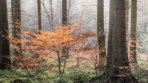Young tree with golden-orange foliage stands among bare deciduous trees in misty forest.