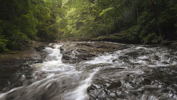 Turbulent forest stream flowing over dark rocks with misty white water and dense green canopy overhead.