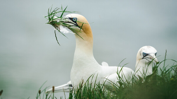 White gannet with pale yellow head holding fresh green seagrass in its beak.