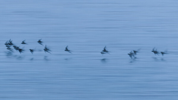 A pod of dolphins leaping through calm blue water, captured in motion across the frame.