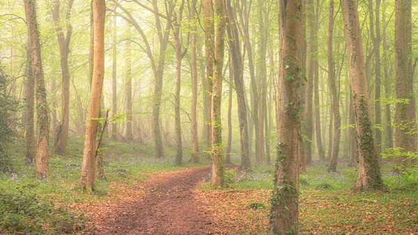 Tree-lined forest path with golden morning light filtering through tall, moss-covered trunks and autumn leaf litter.
