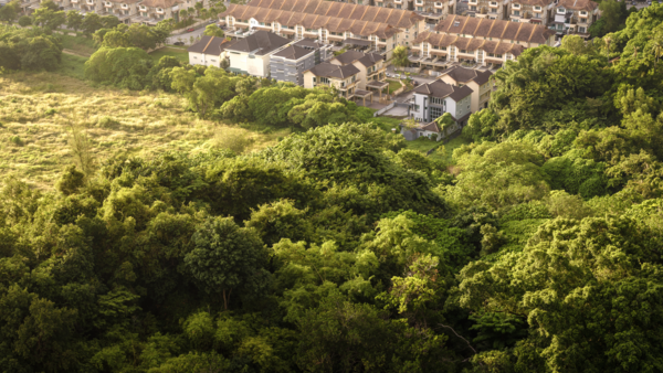 Aerial view of suburban residential houses surrounded by dense green woodland canopy.