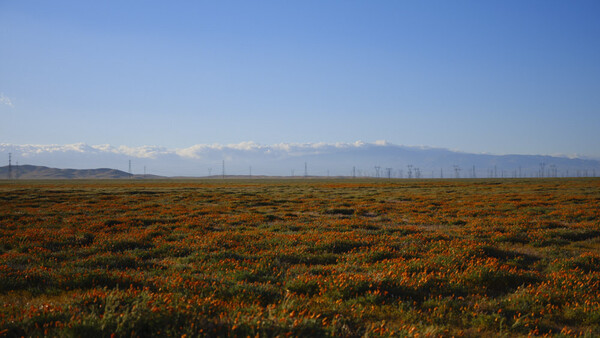Vast wildflower meadow with orange blooms stretching toward snow-capped mountains and distant wind turbines under clear sky.