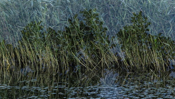 Dense marsh grasses and reeds growing along shallow water, with layered vegetation creating depth.