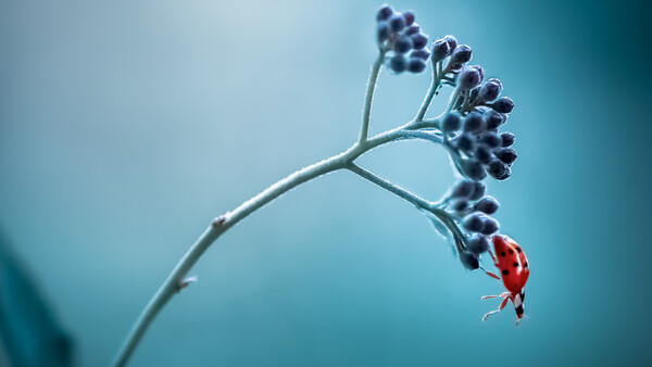 Red ladybug clinging to frost-covered seed pod among dark berries on blue background.