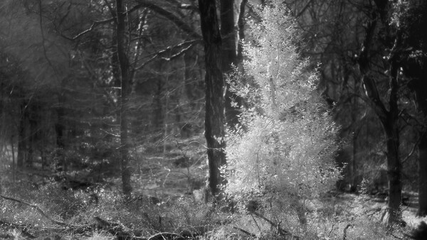 Sunlight filtering through dense forest canopy onto forest floor covered with moss and debris.