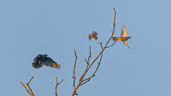 Three birds in flight around bare branches against a clear blue sky.