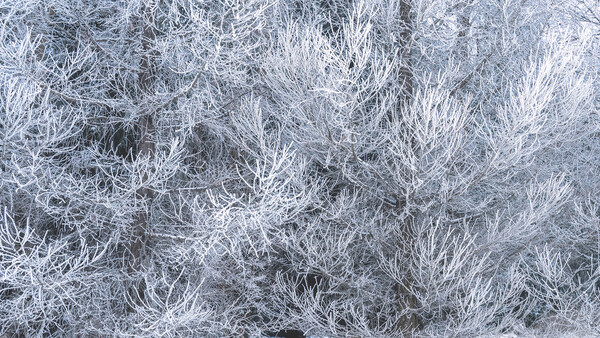 Frost-covered vegetation with intricate ice crystal formations creating delicate white patterns across dried plants and grasses.