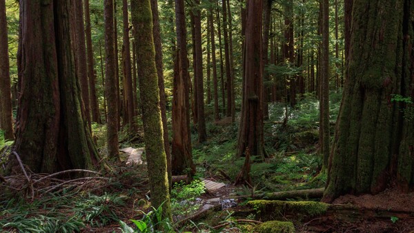 Dense redwood forest with tall conifers, moss-covered trunks, and a small stream running through the woodland floor.