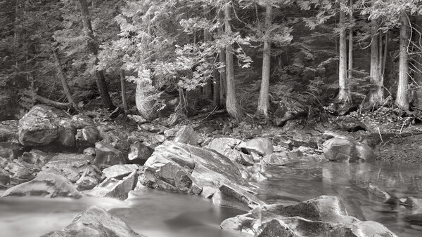 Forest stream with rocks and fallen logs beneath tall evergreen trees in black and white.