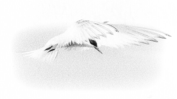 Pencil sketch of a bird in flight with wings spread wide, rendered in grayscale with soft shading.