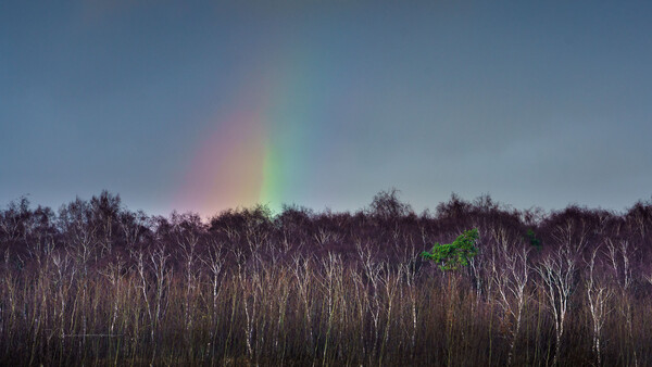 Rainbow arcing over a dense birch forest under overcast sky.