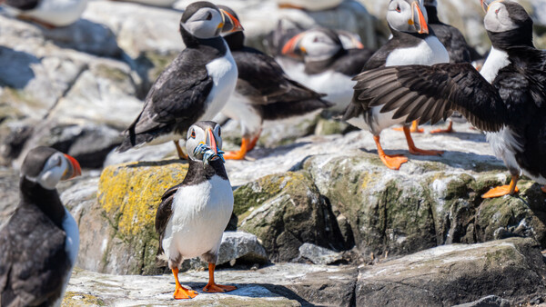 Atlantic puffin with small fish in its beak stands among a group of puffins on rocky terrain.