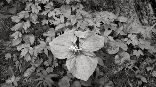 Black and white close-up of a four-petaled flower with prominent stamens surrounded by deeply lobed foliage.
