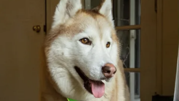 Husky dog with tan and white coat, tongue out, wearing a bright green collar indoors.