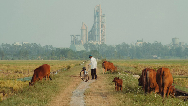 Man with bicycle standing among grazing cattle on a rural dirt path, with industrial structures visible in the hazy distance.